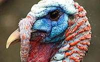 Turkey