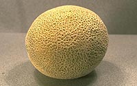 Cantaloupe