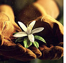 Floridas Naturals
