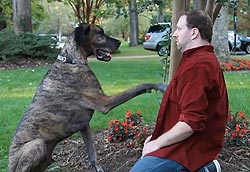 Dotitos-Dog-Ad