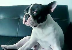 Purina-Dog Purina-Dog