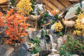 Cabela Cabela