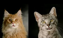 Cats-Meowmix-