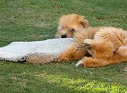 Doggie