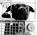 BestFriendsAnimalSociety
