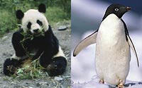Panda-and-Penguin-A