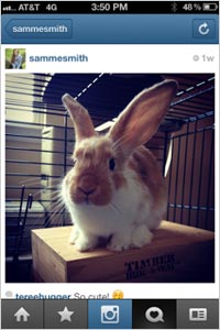 Rabbit-B
