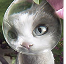 Friskies