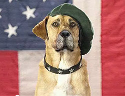 Dog-in-Beret