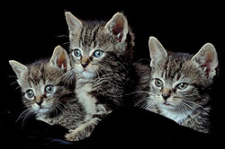 Cats-BB Cats-BB