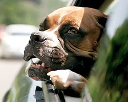 Dog-B3