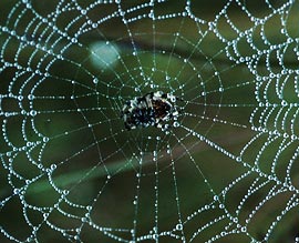 Spider-Web