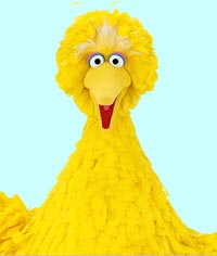 Big-Bird-B