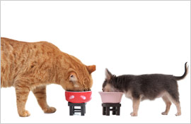 Cat-and-Dog-eating-Shutterstock-B
