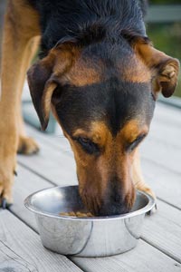 Dog-Eating Dog-Eating