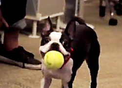 Dog-with-Ball-B2