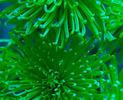 Emerald-Color Emerald-Color