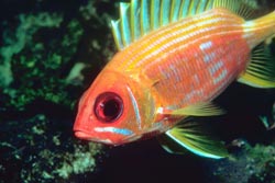 Fish-B