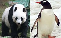 Panda-Penguin