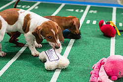 Puppy-Bowl