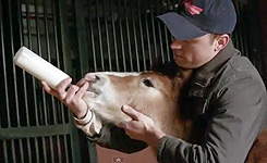 2013-Budweiser-Super-Bowl-Ad-B