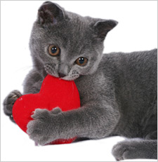CatRed-Heart-Shutterstock-B