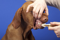 Brushing-Dog-Teeth-Shutterstock-B Brushing-Dog-Teeth-Shutterstock-B