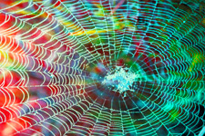 Web-B